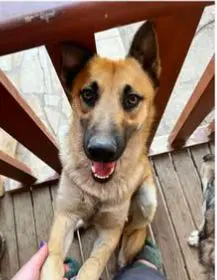perro lost    Alméria Floki