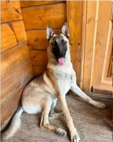 perro lost    Alméria Satan