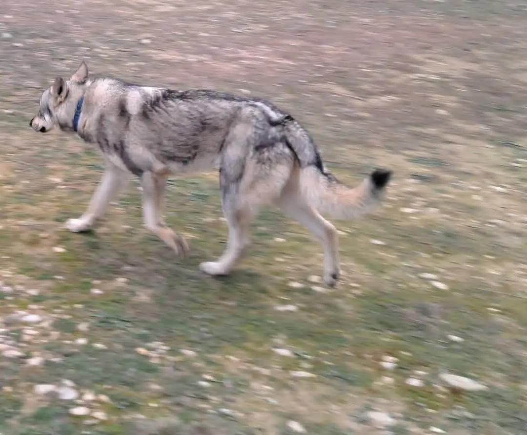 perro lost  Calle Caño 44550 Alcorisa Perro lobo