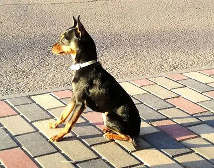 perro lost   05296 Adanero Puki