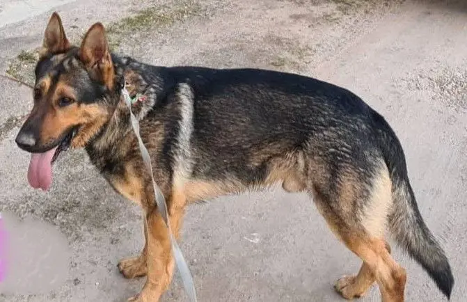 perro lost   05296 Adanero Txango