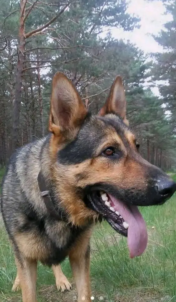 perro lost    Amavida Txango