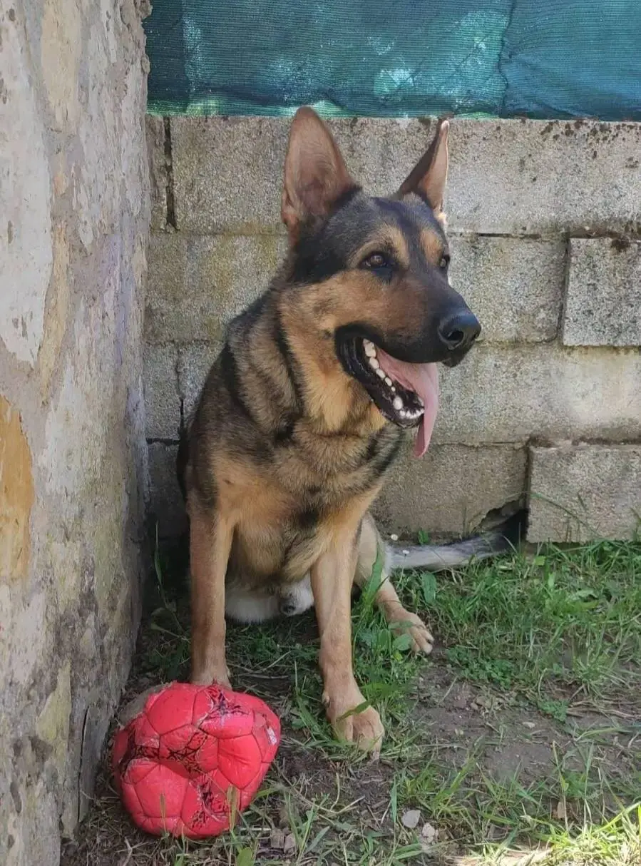 perro lost    Barromán Txango