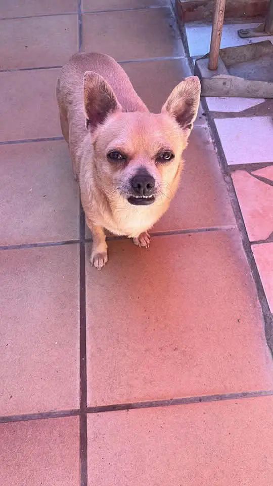 perro lost   08784 Piera Bosc
