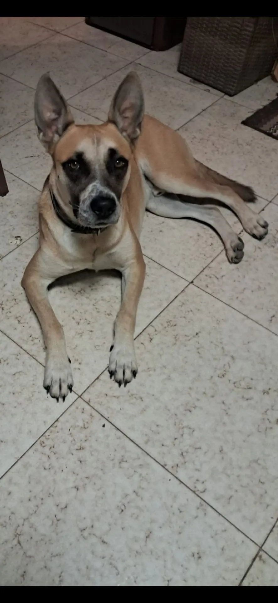 perro lost   08280 Calaf Charly