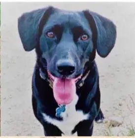 perro lost   08296 Castellbell i el Vilar Simon