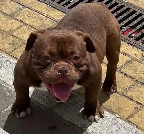 perro lost    Barcelone Choco
