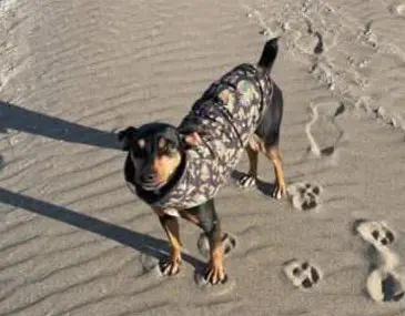 perro lost    Barcelone Coco