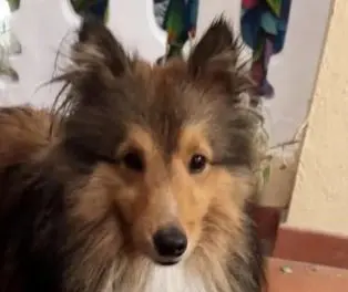 perro lost    Barcelone Eki