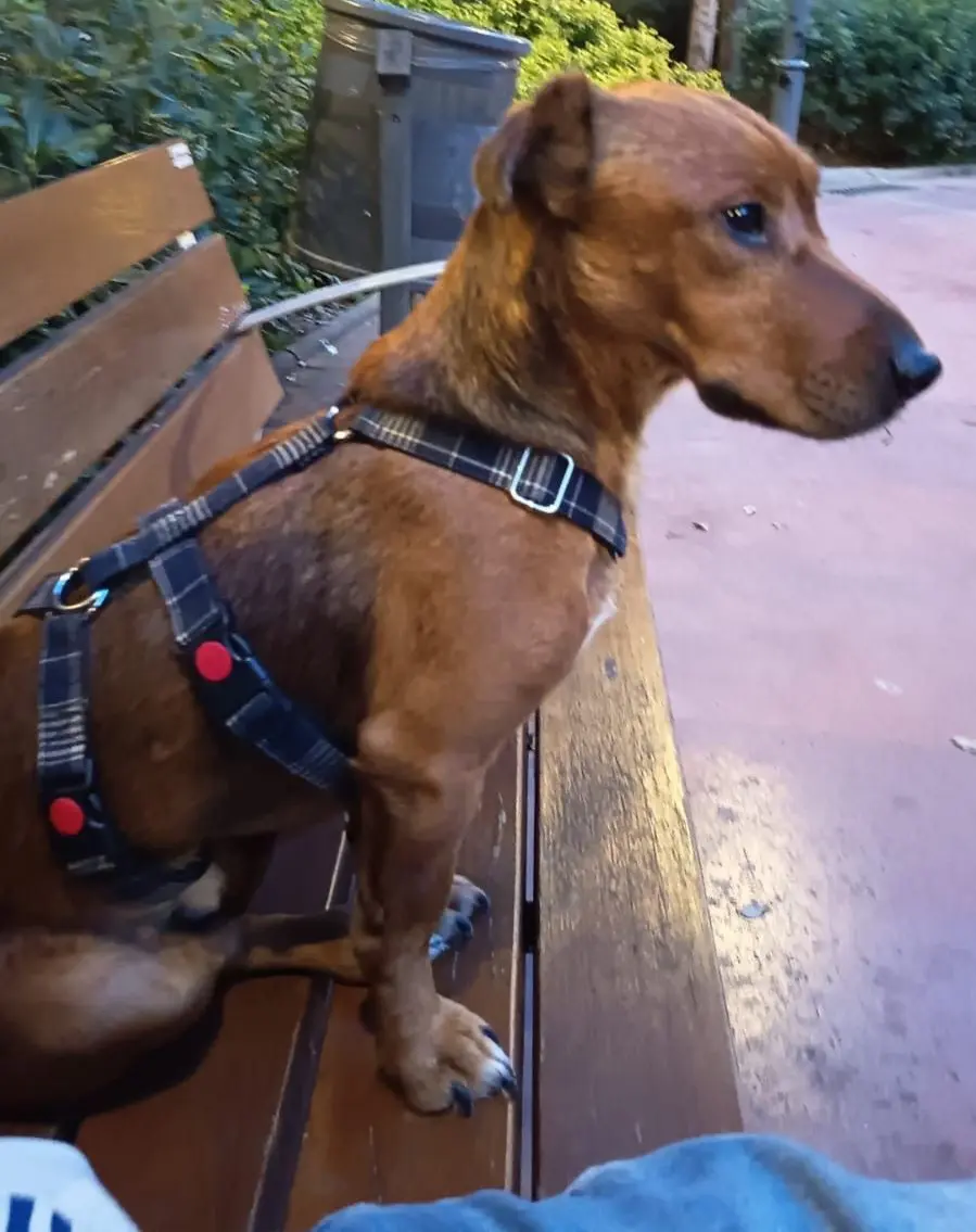 perro lost    Barcelone Kenneth