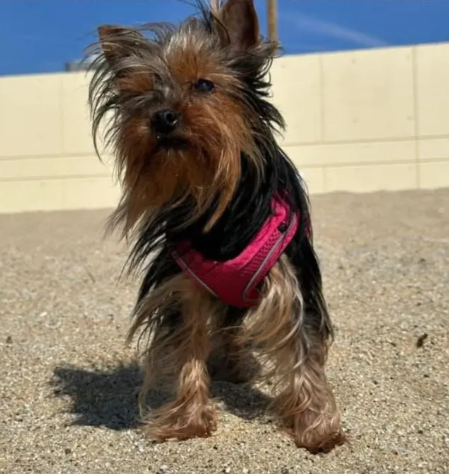 perro lost    Barcelone Muñeca