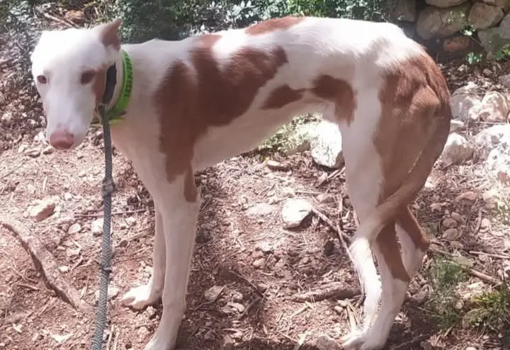 perro lost    Barcelone Pelopin