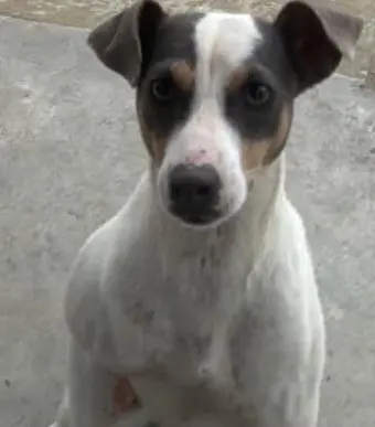 perro lost    Barcelone Raimuda