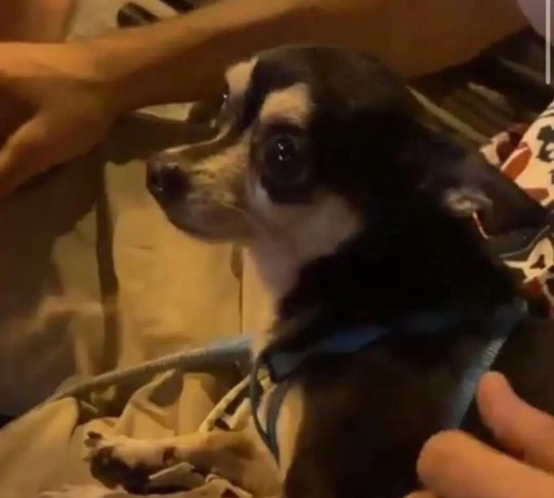 perro lost    Barcelone Rex