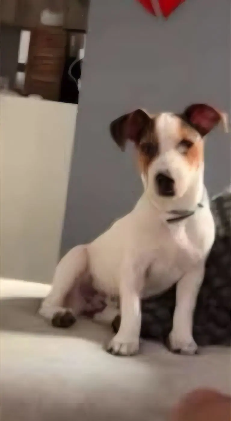 perro lost    Barcelone Rufus