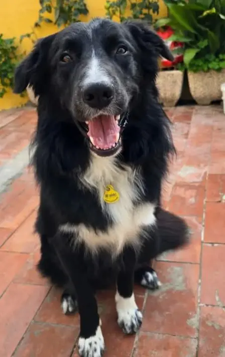perro lost   08293 Collbató Airon