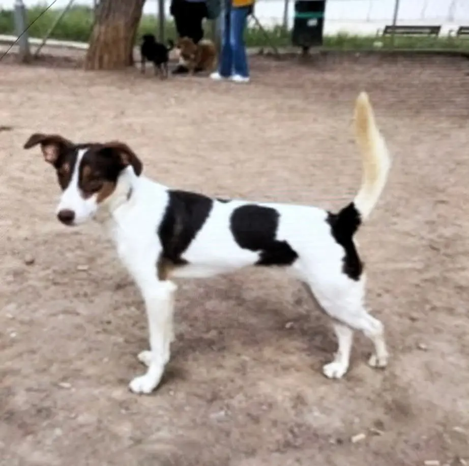 perro lost   08820 el Prat de Llobregat Blue