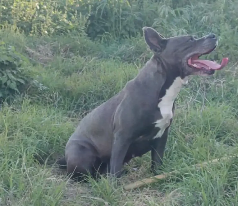 perro lost   08630 Abrera Marshall