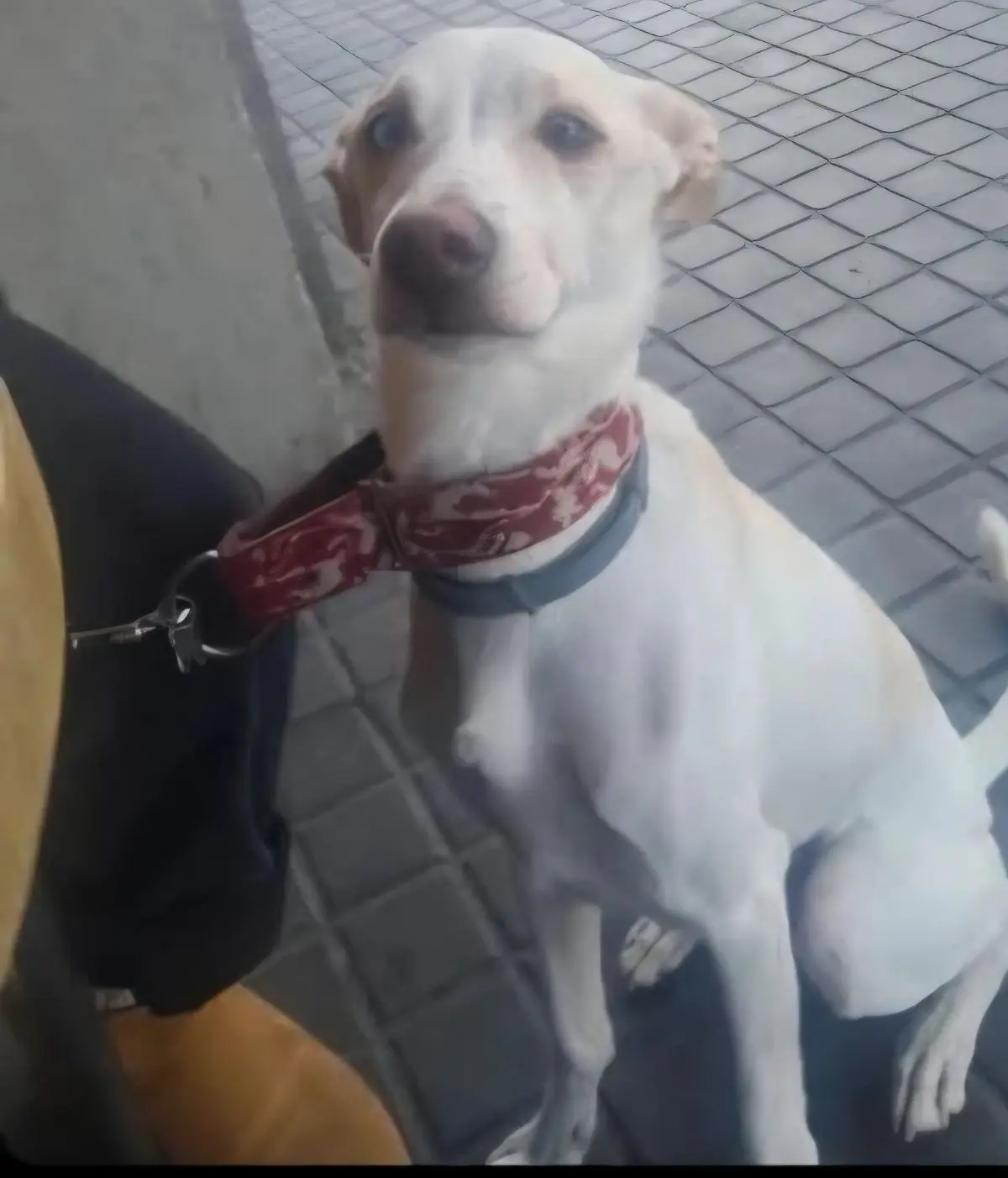 perro lost   08697 Saldes Floki