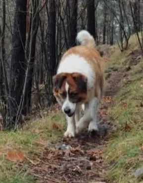 perro lost   08613 Vilada No lo sé