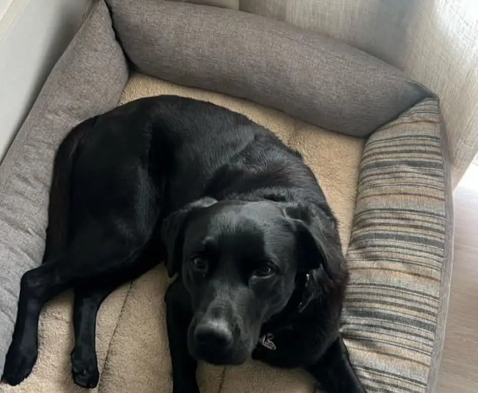 perro lost   08600 Berga Sushi