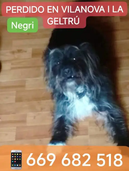 perro lost   08800 Vilanova y Geltrú Negri