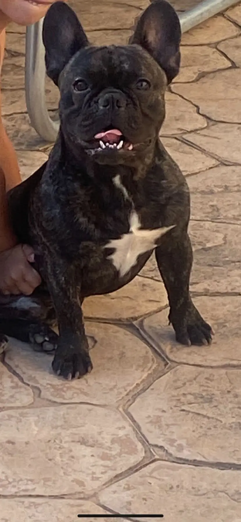 perro lost   08729 Castellet i la Gornal Hugo