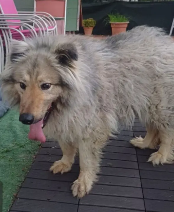 perro lost   08739 Subirats Leo