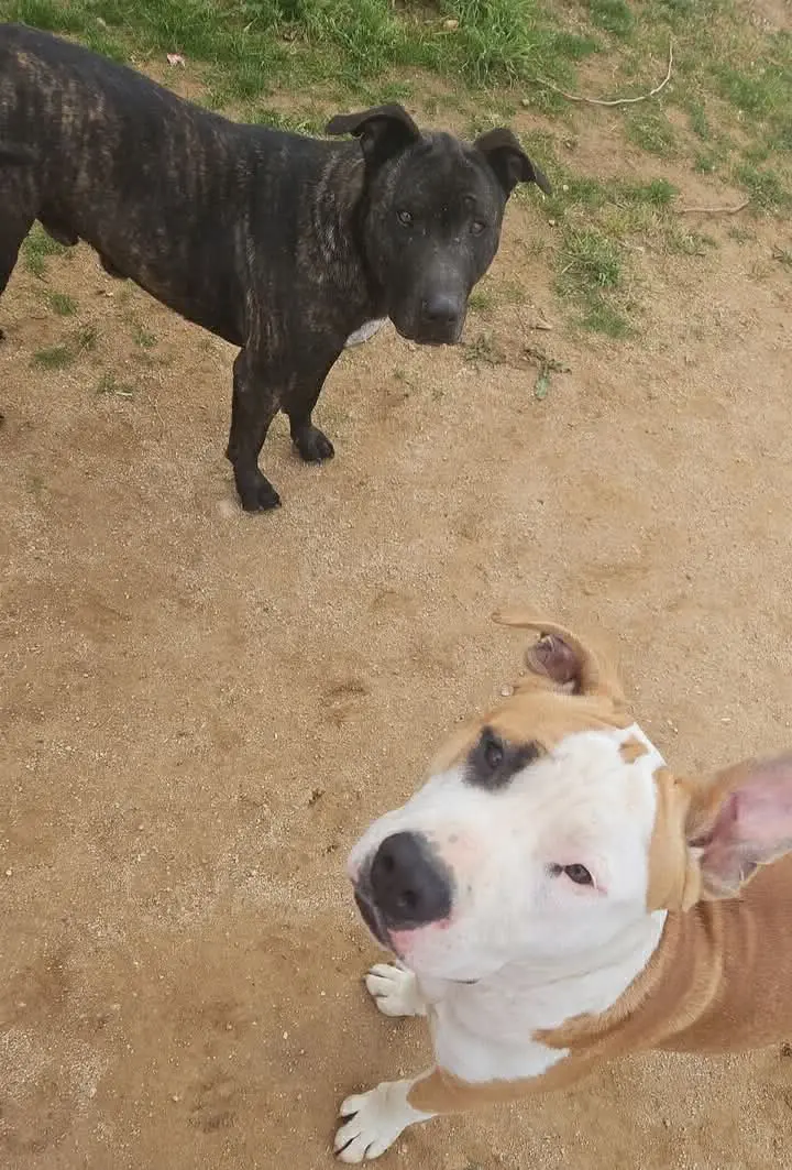 perro lost   08340 Vilassar de Mar Loki & odin
