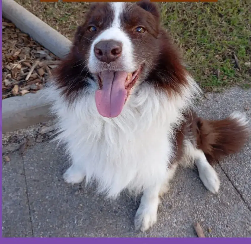 perro lost    Cerdanyola del Vallès Arden