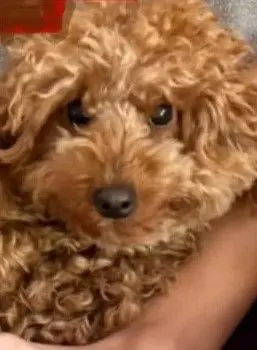 perro lost    Sant Cugat del Vallès Drac