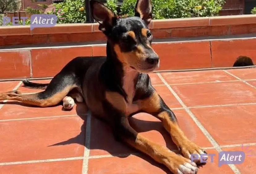 perro lost    Montcada i Reixac Kovu