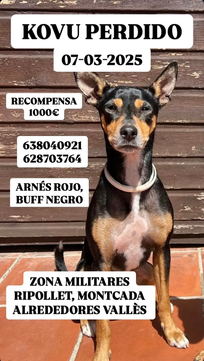 perro lost   08291 Ripollet Kovu