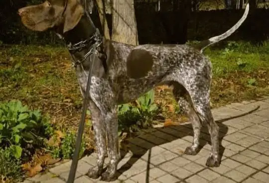perro lost   08130 Santa Perpètua de Mogoda Max