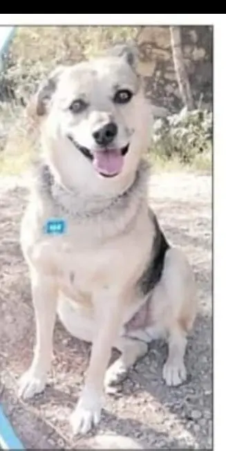perro lost    Montcada i Reixac Ras