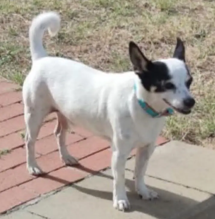 perro lost    Sabadell Lolo