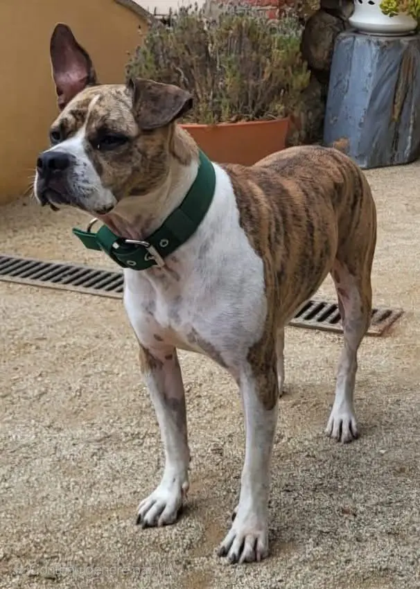 perro lost    Montcada i Reixac Thor