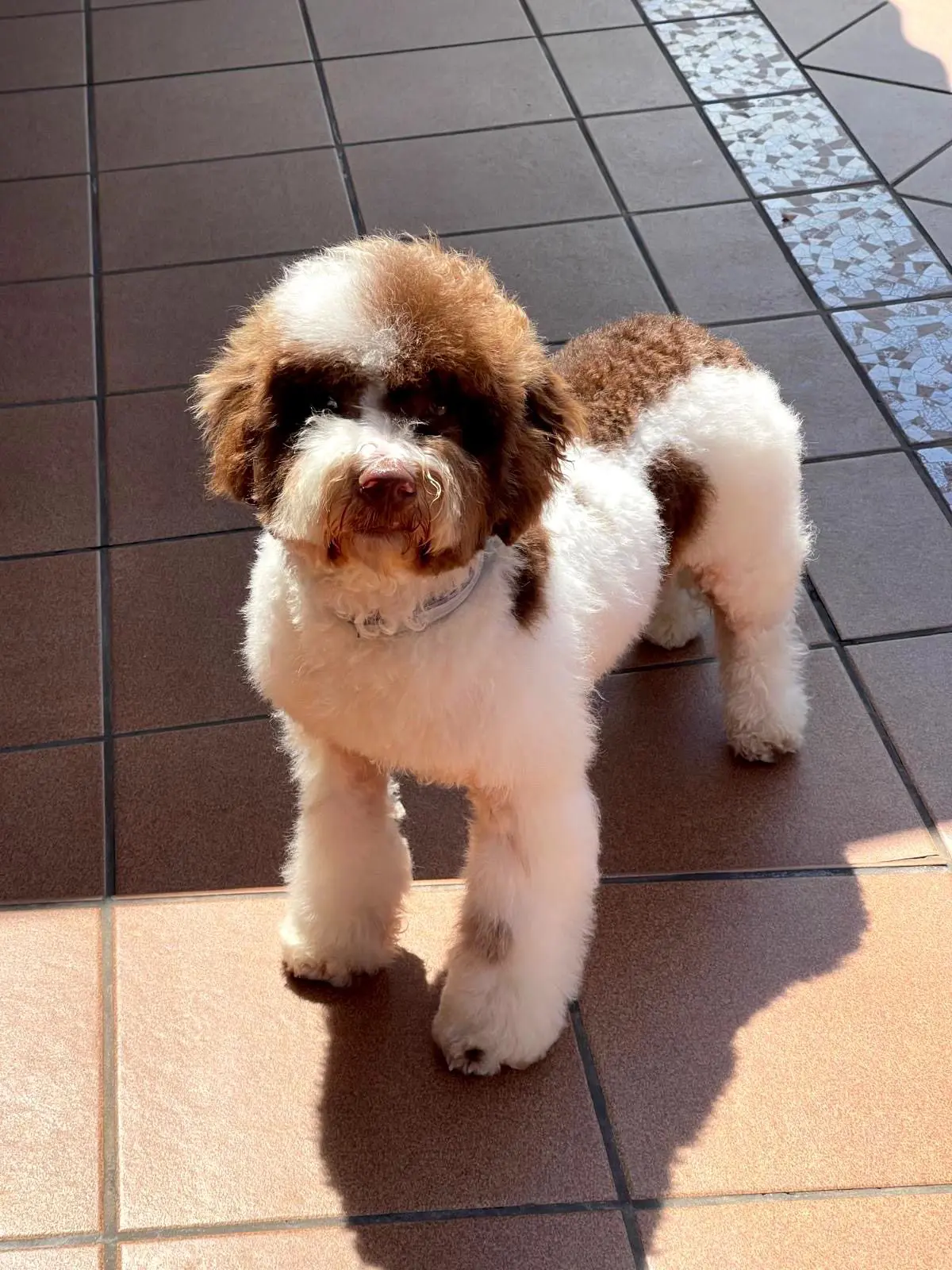perro lost    Granollers Dean