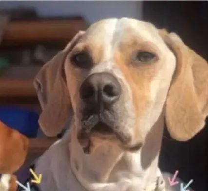 perro lost    Mérida Drago