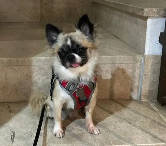 perro lost    Mérida Gordito