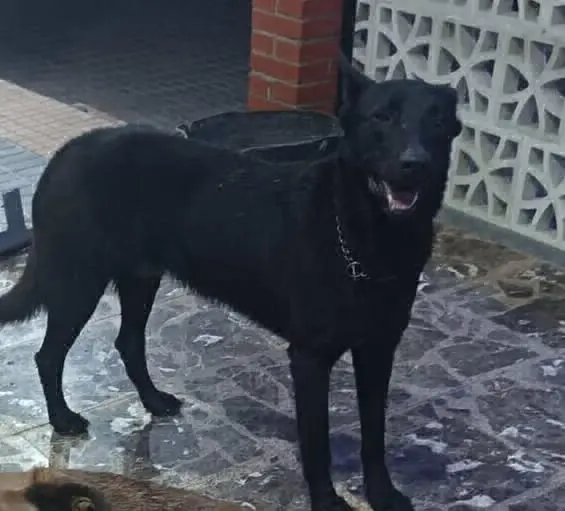 perro lost     Antonio