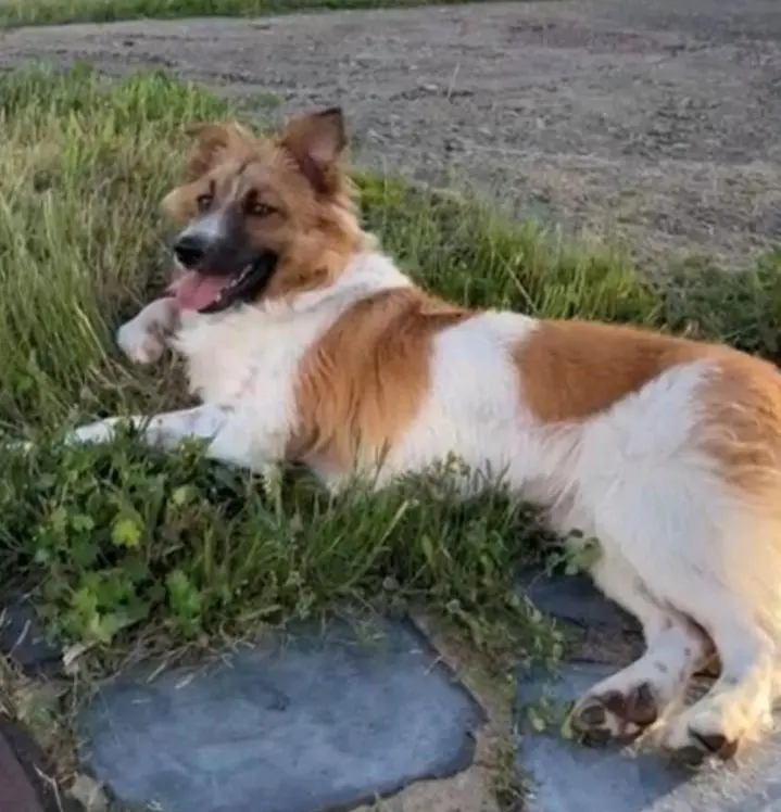 perro lost     Val