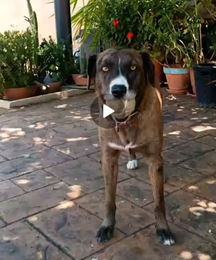 perro lost     Yumi