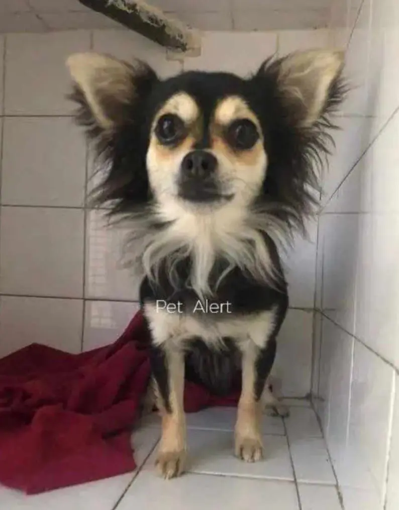 perro lost    Bilbao Mini