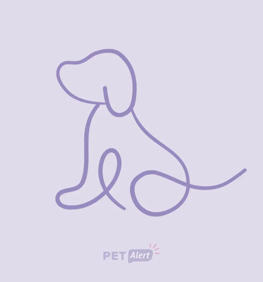 perro lost   48100 Mungia Boxer