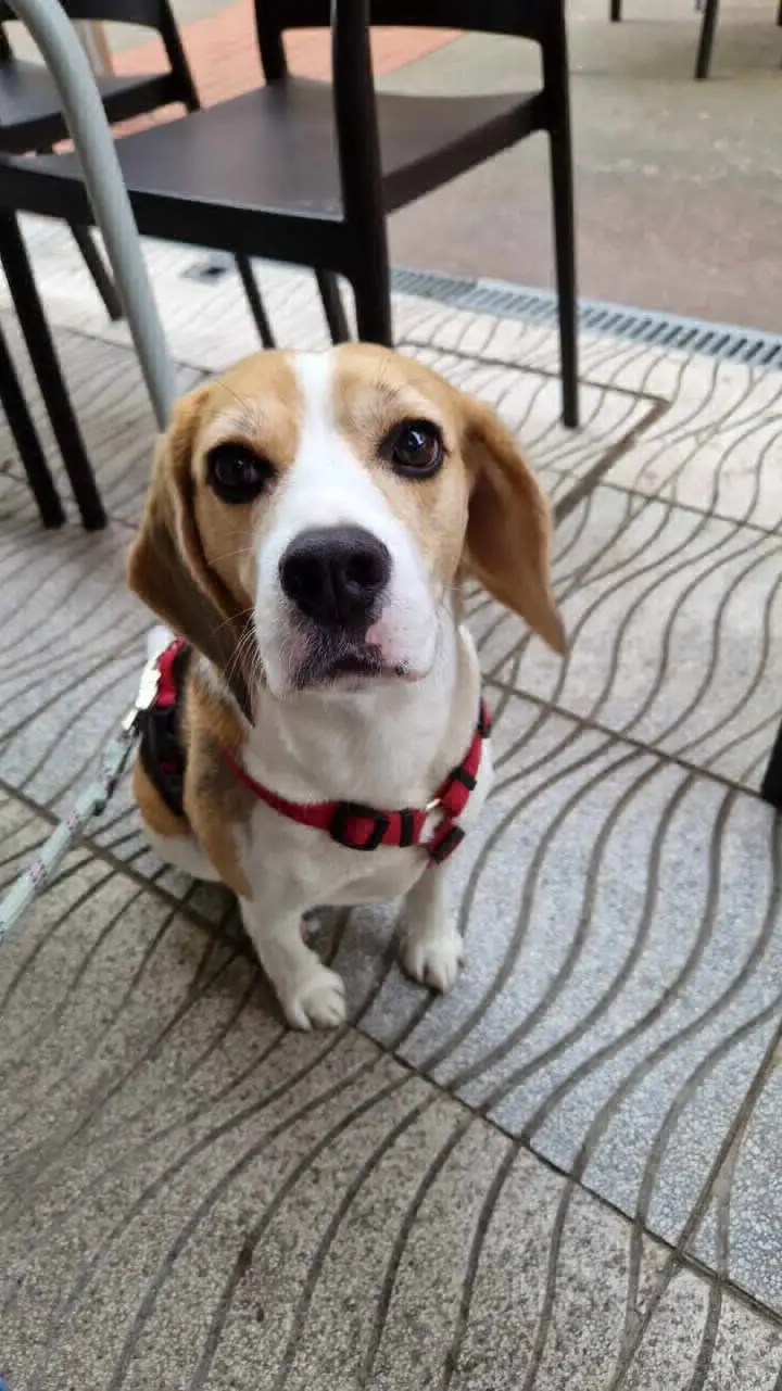 perro lost   48895 Lanestosa Odi
