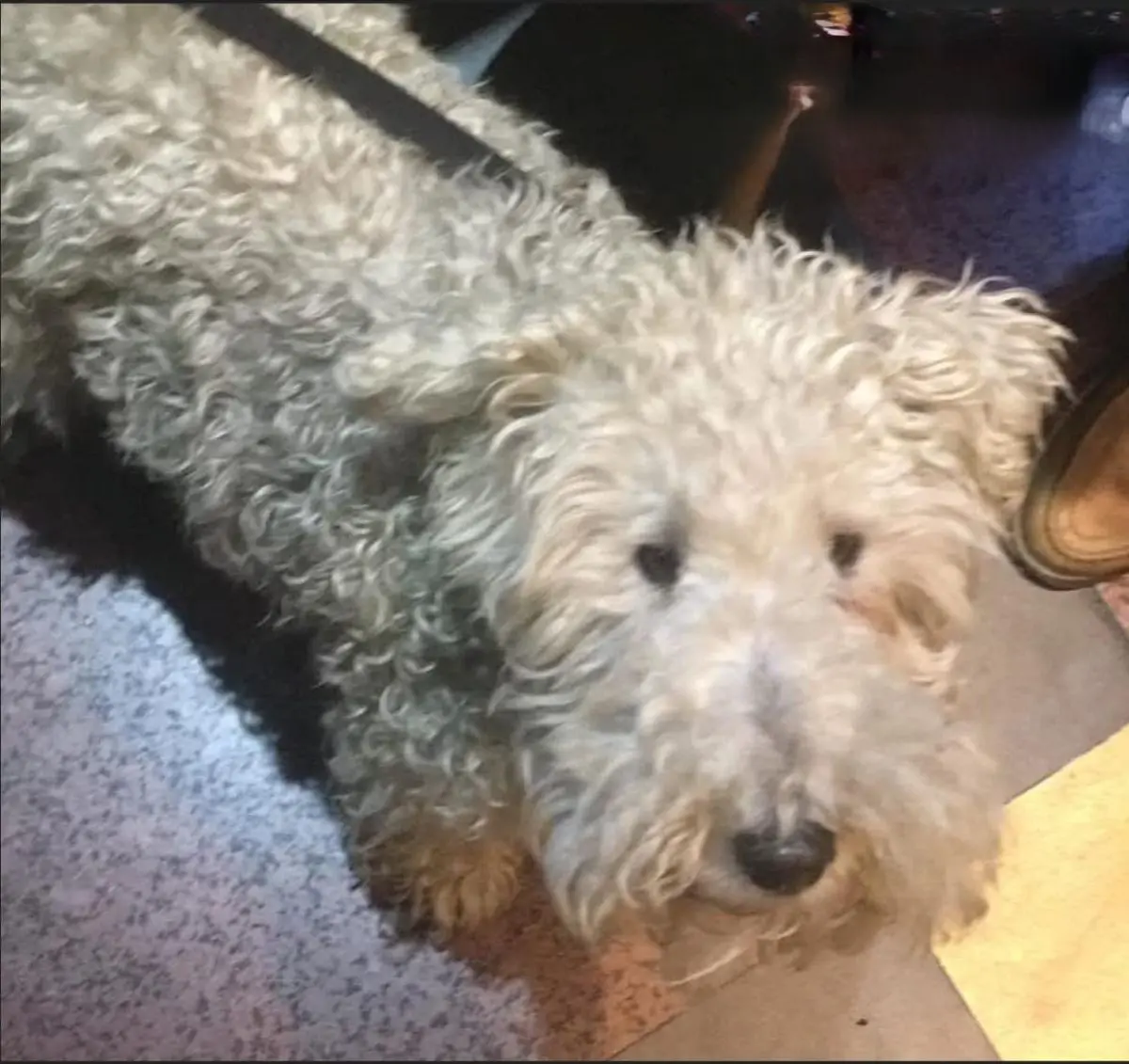 perro lost   48970 Basauri Tango