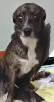 perro lost   48640 Berango Ziggy
