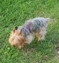 perro lost     Dante