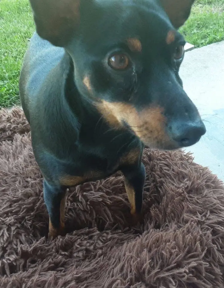 perro lost   15314  Coco